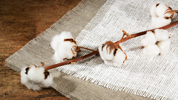 From Farm to Fashion | Let's Talk Cotton!