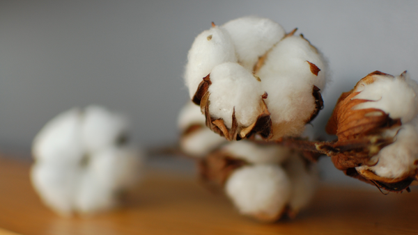 Sewing Green | Navigating Cotton's Sustainability Struggles