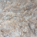 Sprinkle Dove | Bali Batiks | Quilting Cotton
