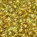 Close-up of a green and yellow mottled fabric with a brownish green floral design